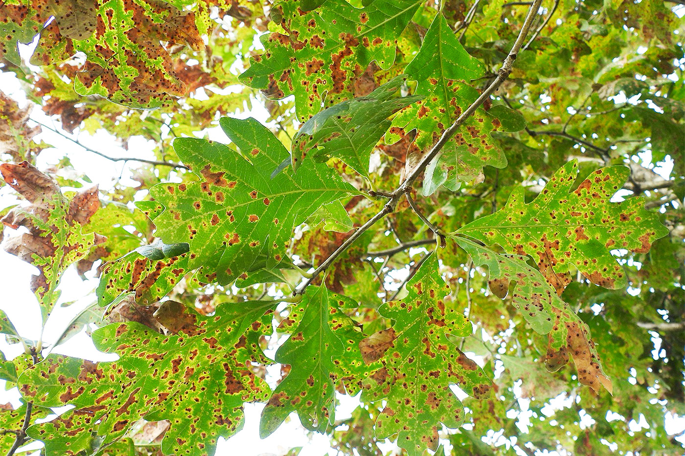 oak leaves with brown spots with yellowing margins
